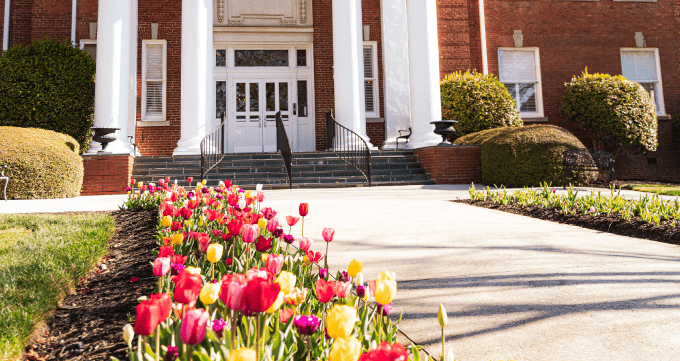 Tulips on the lawn of anderson university