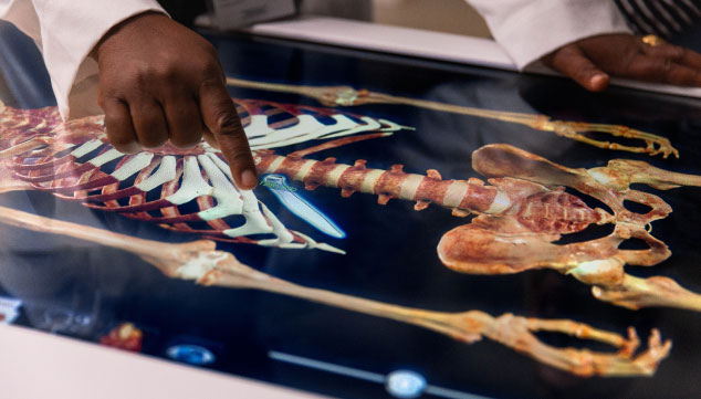 Skeletal System Diagnostic Chart